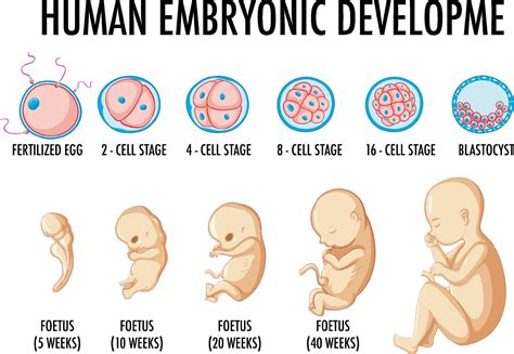 Human Embryonic Development In Human Infographic 7563118 Vector Art At