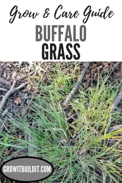Buffalo Grass Facts Grow And Care Information Growit Buildit