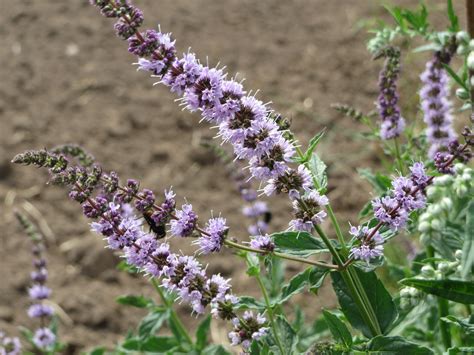 Fotos Gratis Hierba Botánica Floreciente Flora Lavanda Flor