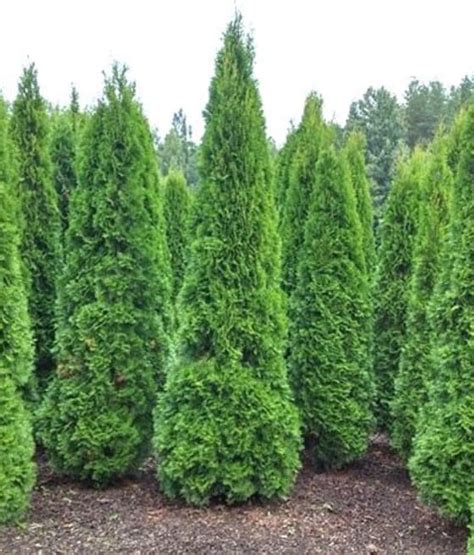 Thuja Tuja Pyramidalis Compacta W Donicy Drzewka Faworytkapl