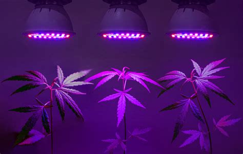 These are the best grow lights. Best LED Grow Lights for Flowering Cannabis | LED Grow ...