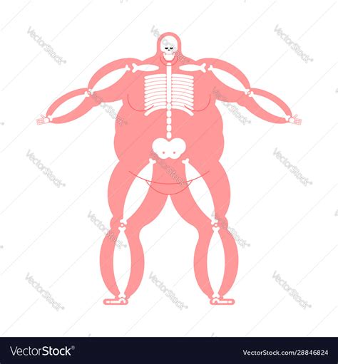 Fat Body Anatomy Skeleton Wide Bone Man Royalty Free Vector