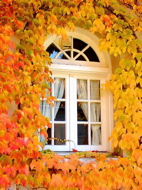 Autumn Window Bc