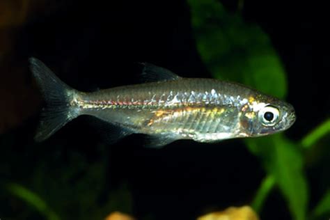(nannopetersius) род наннопетерсии 2 вида. Alma d'Água: Peixes / Characiformes / Alestidae
