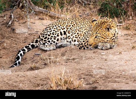 Female Leopard Lying Down Stock Photo Alamy