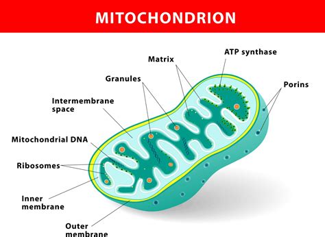 Well Labelled Diagram Of Mitochondria