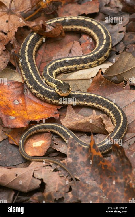 Common Garter Snake Big South Fork Tennessee Stock Photo Alamy