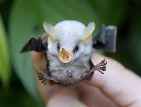 Rare Animal Babies Youve Probably Never Seen Before Fluffy Honduran