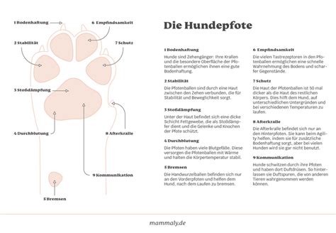 Anatomie Der Hundepfote Einfach Erklärt