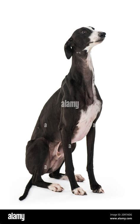 Black And White Greyhound Hi Res Stock Photography And Images Alamy
