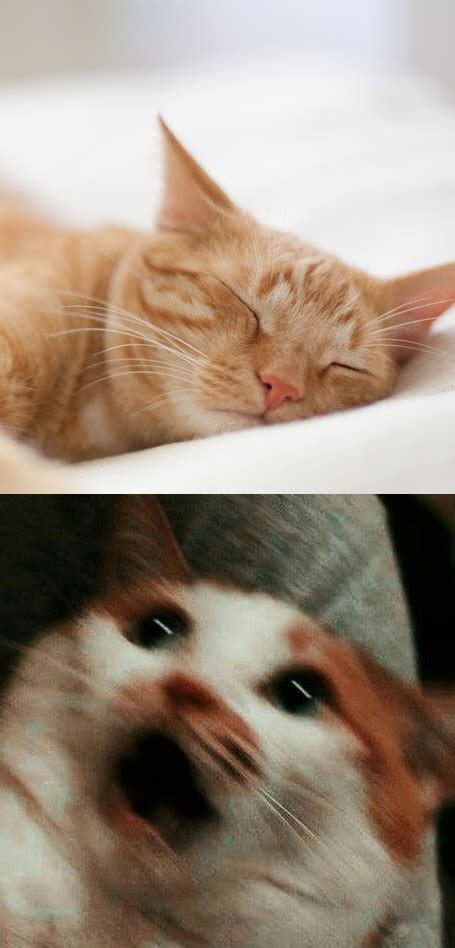 Cats Blank Template Imgflip