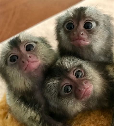 How Much Are Pet Monkeys For Sale | MusicianScape