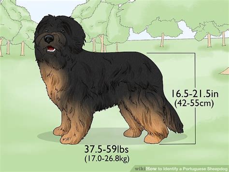 ways  identify  portuguese sheepdog wikihow