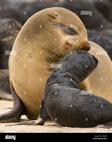 South African Fur Seal Mother And Baby Namibia Africa Stock Photo