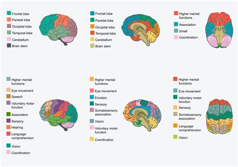 Cerebral Cortex Of The Brain Function And Location