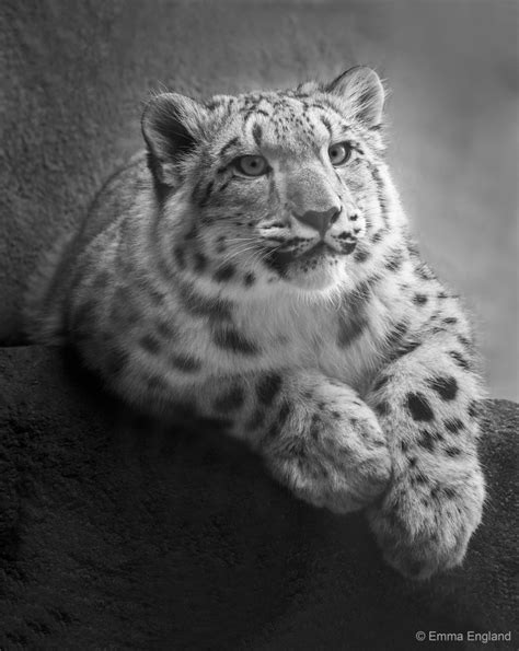 Snow Leopard Cub Portrait Emma England Nature Photography