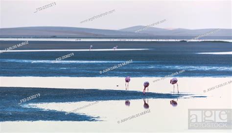 Flamingos Salinas Walvis Bay Namibia Africa Stock Photo Picture