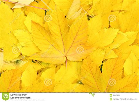 Fall Yellow Maple Leaves Close Up Stock Photo Image