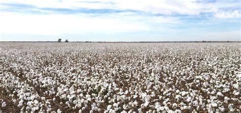 5 Tips For A Successful Cotton Harvest Kurt Hurst