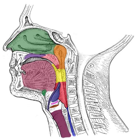 Vocal Anatomy Diagram Quizlet