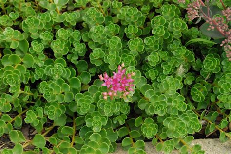 Sedum Spurium ‘john Creech Best Ground Cover Plants Ground Cover