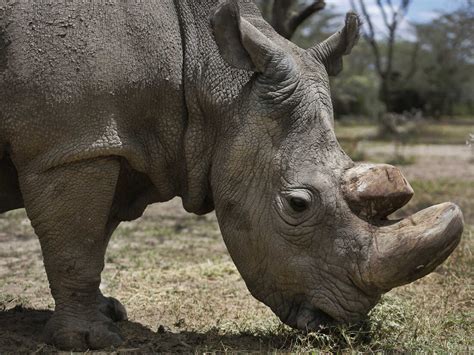 Sudan Worlds Last Male Northern White Rhino Dies Parallels Npr