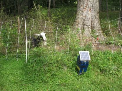 Goats are very tough to fence in. ELECTRIC FENCE: ELECTRIC FENCE GOAT