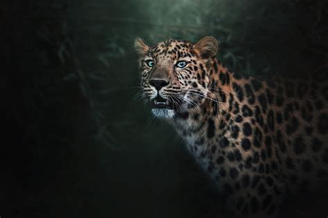 Animal Jaguar Hd Wallpaper