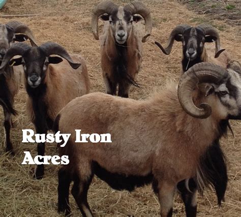 American Blackbelly Barbados Sheep Rusty Iron Acres American