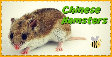 Chinese Dwarf Hamster Care And Facts