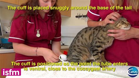 Measuring Blood Pressure In Cats Use Of Hdo Equipment Youtube