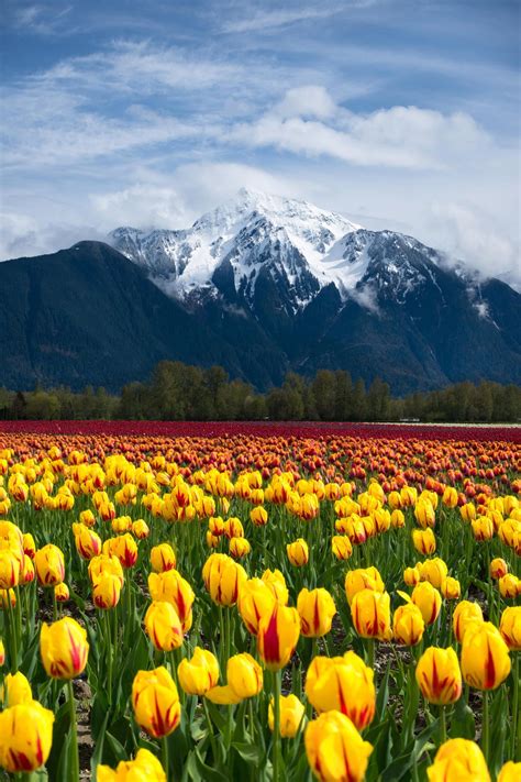 Tulip Valley Beautiful Landscapes Landscape Nature Photography