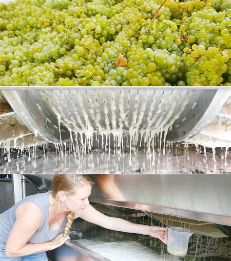How To Store Grapes For Winemaking