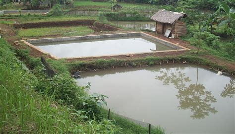Balai Penyuluhan Kajen Budidaya Ikan Air Tawar Di Desa Tanjung Kulon