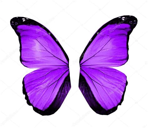 Violet Butterfly Wings Isolated On White Stock Photo Sponsored