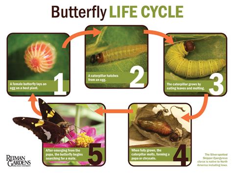 Life Cycle Of Butterfly Information