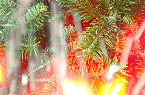 How To Take Care Of A Live Christmas Tree The Ultimate Guide