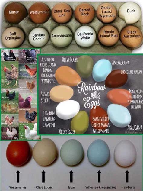 Chicken Breed And Egg Color Chart Chicken Breeds Laying Chickens