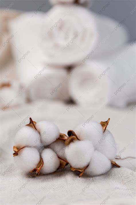 2 Cotton Daytime Cotton Photographs Of Xinjiang Cotton At Home