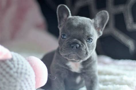 French Bulldog Puppies For Sale Pottstown Pa 277381