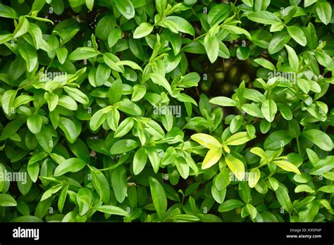 Fragment Of A Hedge Of Privet Early Spring Privet Bush In Natural