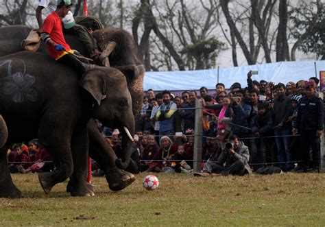 Glimpses Of 13th Elephant Festival The Himalayan Times Nepal S No 1 English Daily Newspaper