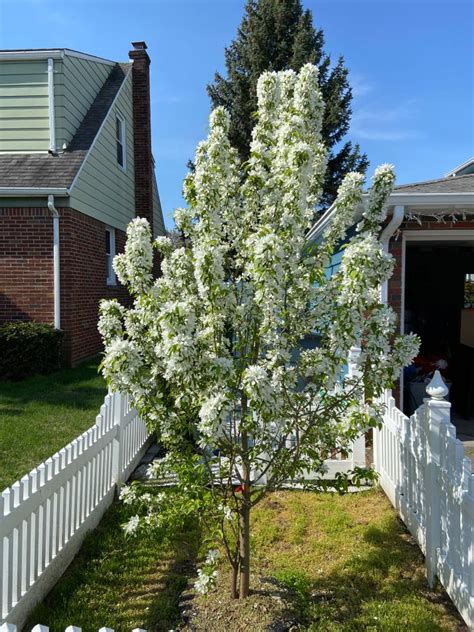 Spring Snow Flowering Crabapple Trees For Sale