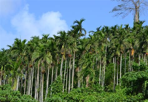 12 Different Types Of Palm Trees Found In India