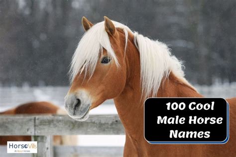 Cool Horse Names 400 Incredible Ideas For Mares And Stallions