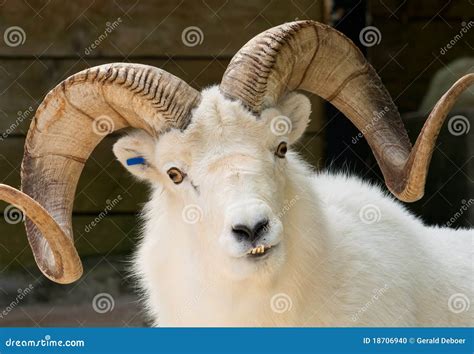 Dall Sheep Ram And Young Female Dall Sheep Royalty Free Stock Image