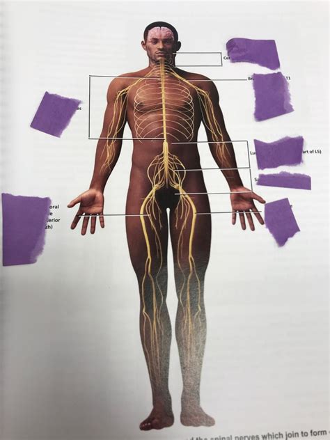 4 Major Nerve Plexuses And Spinal Nerves Diagram Quizlet