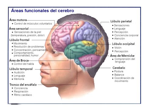 El Cerebro Y Sus Funciones Youbioit