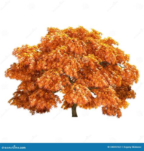 Autumn Maple Tree Isolated Stock Illustration Illustration Of High