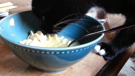 Maybe you would like to learn more about one of these? Cat eats soup - YouTube